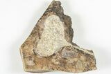 Fossil Ginkgo Leaf From North Dakota - Paleocene #201198-1